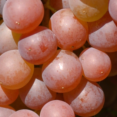 Schoenburger ANT 1010